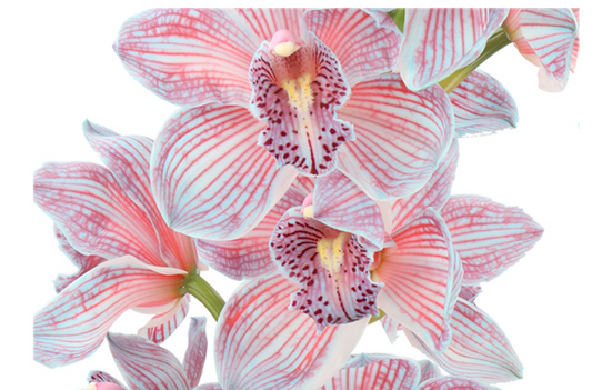 BAZOOKA CYMBIDIUM STEM